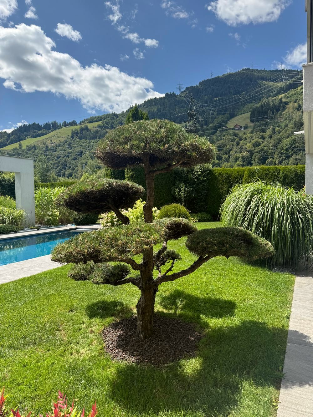 Formkiefer als ausgewachsener Solitär in einem Privatgarten mit Pool und Bergkulisse