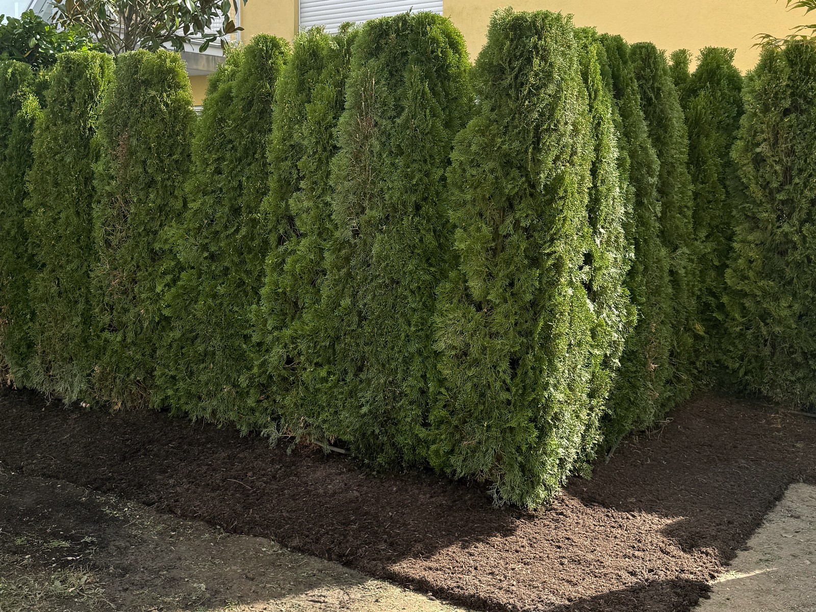 Frisch gepflanzte Thuja-Smaragd-Hecke