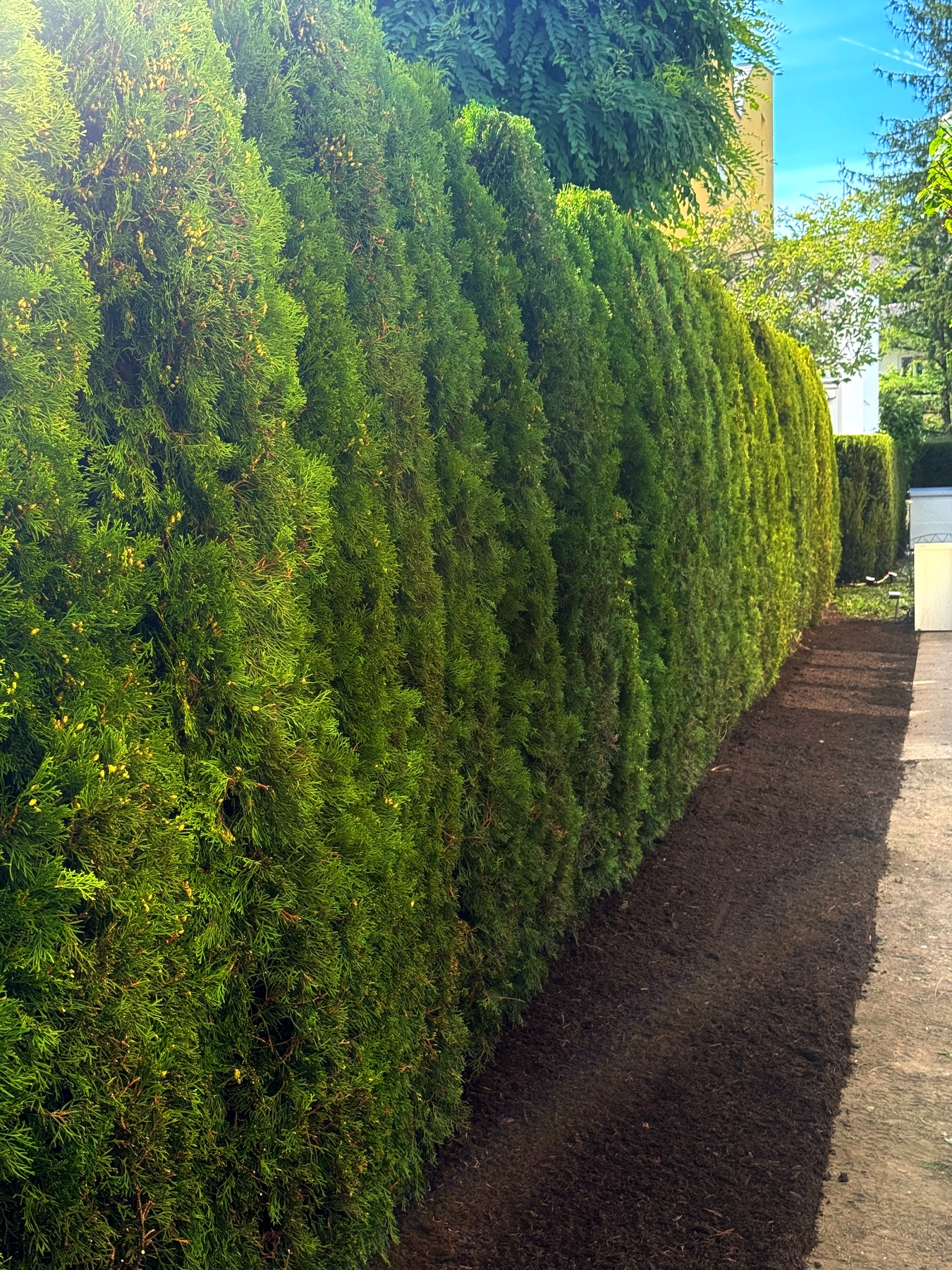 Frisch gepflanzte Thuja-Smaragd-Hecke
